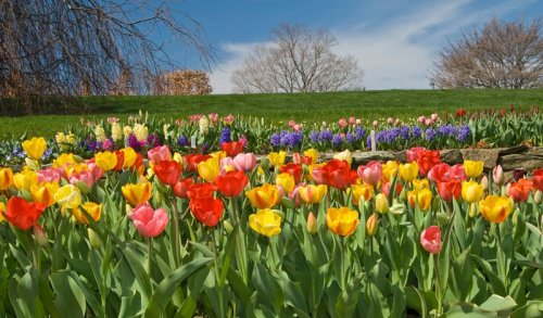 A vibrant garden filled with colorful tulips and other flowers under a clear blue sky.