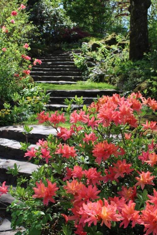 A stone pathway leads through vibrant pink flowers and lush greenery in a serene garden setting.