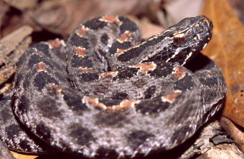 A coiled snake with a patterned brown and black body resting on dry leaves.
