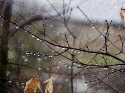Close-up of bare branches with raindrops and a few dried leaves, creating a serene, nature-focused scene.