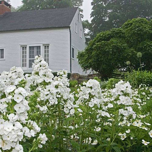 A white house surrounded by lush green foliage and blooming white flowers in a misty setting.