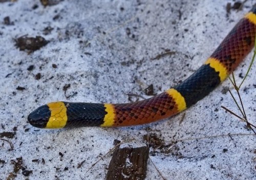 A close-up of a colorful snake with black, yellow, and red bands slithering over a snowy surface.