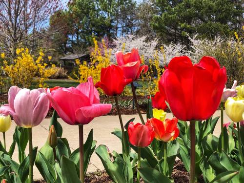 A vibrant garden scene featuring colorful tulips in shades of red, pink, and yellow, with blooming trees in the background.