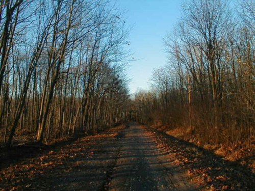 A dirt path lined with bare trees, surrounded by fallen leaves under a clear blue sky.