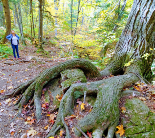 A person stands beside a large tree with sprawling roots in a colorful forest during autumn.