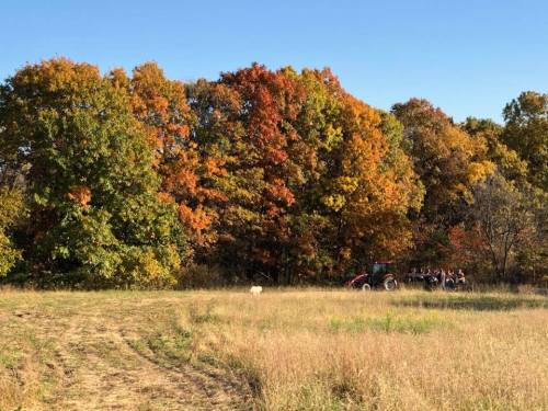A tractor drives through a field surrounded by vibrant autumn trees in shades of orange, red, and green.