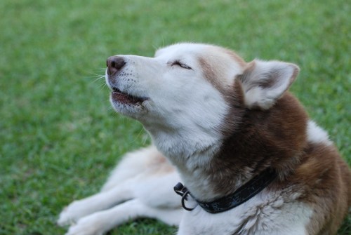 A brown and white dog lies on green grass, eyes closed, with its head tilted back as it howls softly.