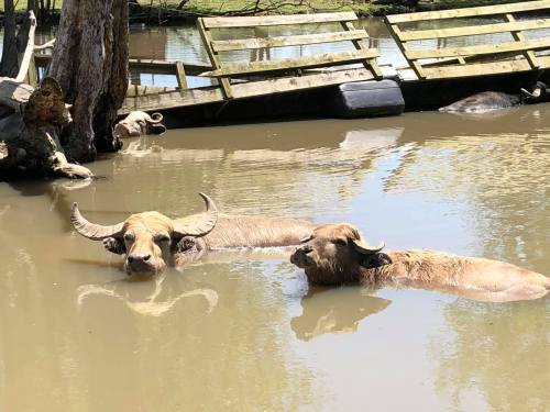 Two water buffaloes wade in a muddy pond, with a wooden bridge and trees in the background.