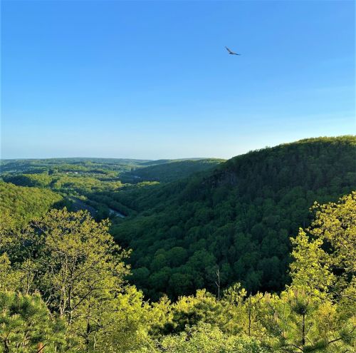 A panoramic view of lush green hills and valleys under a clear blue sky, with a bird soaring above.