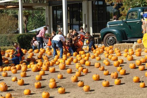 A pumpkin patch with many pumpkins and families picking pumpkins near a vintage green truck.
