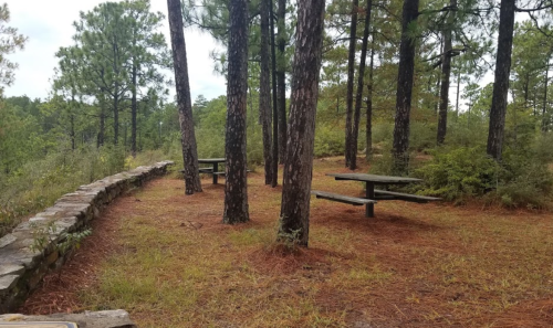 A serene forest scene with picnic tables nestled among tall pine trees and a stone wall in the background.