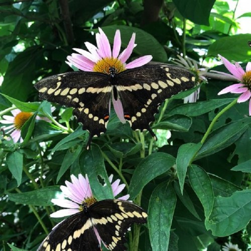 A butterfly with black and yellow patterns rests on pink flowers surrounded by green leaves.