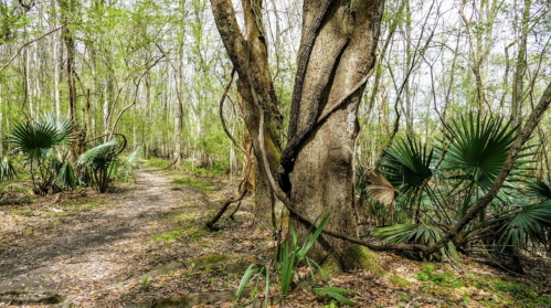 A serene forest path surrounded by lush greenery and tall trees, with palm plants lining the trail.
