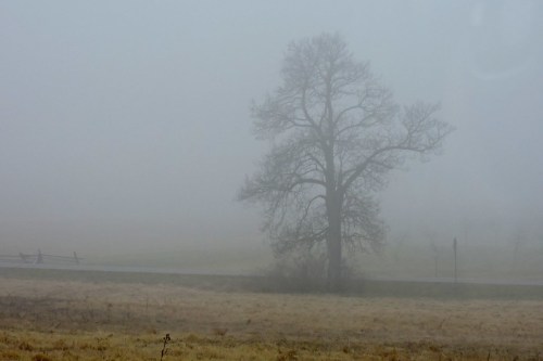 A solitary tree stands in a foggy landscape, with a faint road and fence visible in the background.