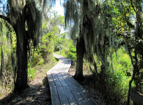 A wooden boardwalk winds through a lush, green forest with hanging moss and vibrant foliage.