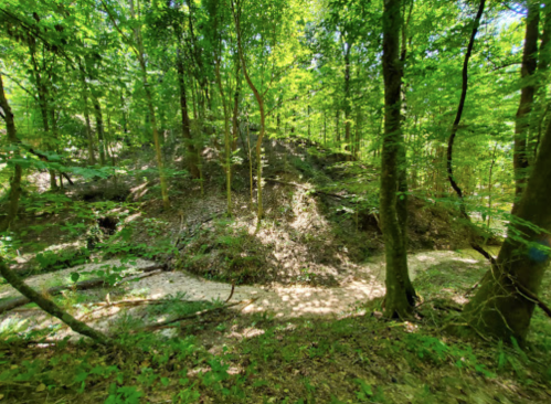 Lush green forest with sunlight filtering through trees, highlighting a winding path and a hilly terrain.