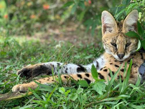 A serval cat lounging in green grass, surrounded by foliage, with distinctive spots and large ears.