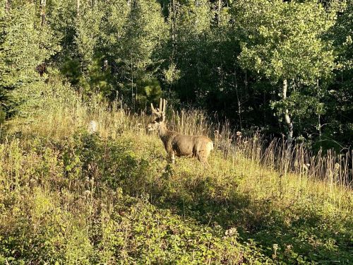A deer stands on a grassy hillside surrounded by trees and sunlight.