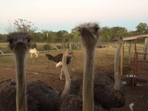 A group of curious ostriches with long necks, standing in a farmyard with a fence and trees in the background.