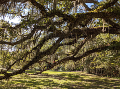 A large, moss-covered tree branch stretches over a grassy area, with two people sitting on it in a lush, green setting.