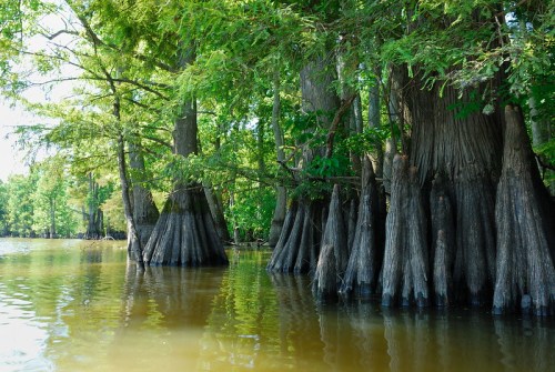 Cypress trees with distinctive knees rise from calm water, surrounded by lush greenery in a serene wetland setting.