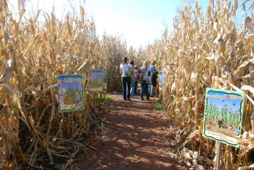 A group of people walking through a corn maze with signs along the path in a sunny outdoor setting.