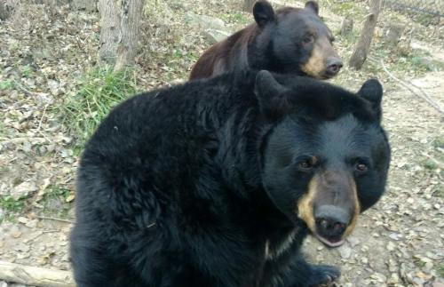 Two black bears in a natural setting, one in the foreground looking at the camera, the other behind it.