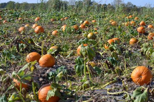 A pumpkin patch filled with ripe orange pumpkins scattered among green vines and foliage under a clear blue sky.