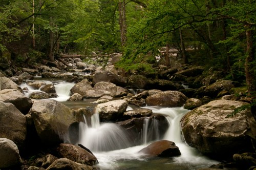 A serene forest scene featuring a flowing river with smooth rocks and lush greenery surrounding it.