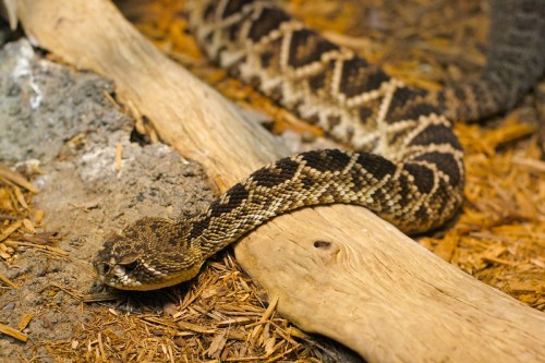 A close-up of a patterned snake resting on a log, surrounded by wood shavings and rocky terrain.