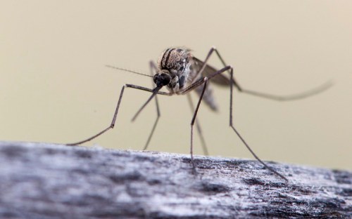 Close-up of a mosquito perched on a wooden surface, showcasing its long legs and detailed body features.