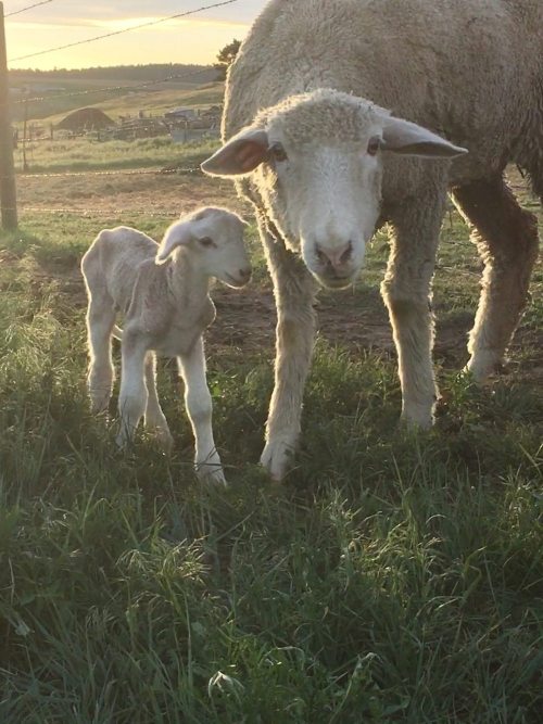 A sheep and its lamb stand together in a grassy field during sunset.