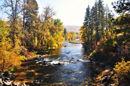A serene river flows through a vibrant forest with autumn foliage and tall trees under a clear blue sky.