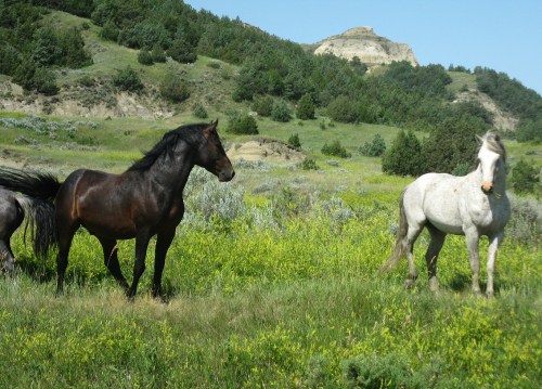 Two horses, one black and one white, graze in a lush green field with rolling hills in the background.