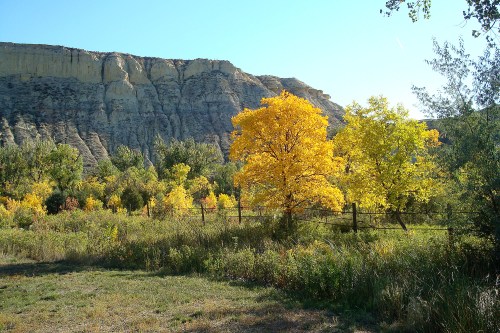 A vibrant landscape featuring yellow trees in front of a rocky cliff under a clear blue sky.