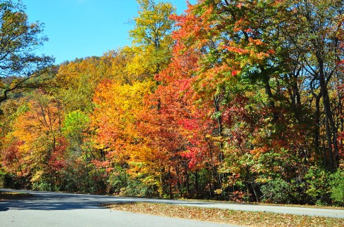 Vibrant autumn trees in shades of red, orange, and yellow line a quiet road under a clear blue sky.