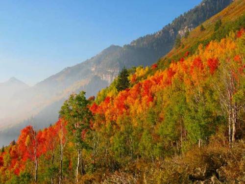 Vibrant autumn foliage covers a mountainside, showcasing shades of red, orange, and green under a clear blue sky.