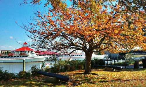 A tree with autumn leaves by a waterfront, with boats and a red-roofed building in the background.