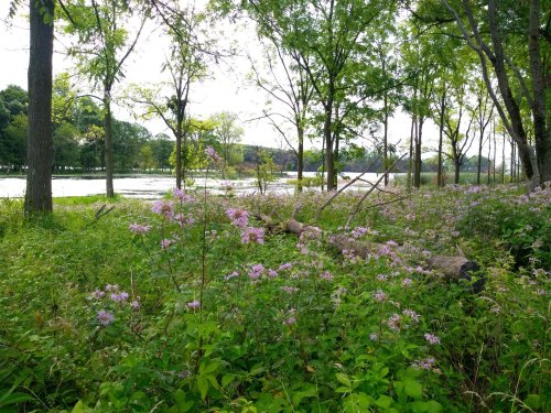 A serene landscape featuring a river, lush greenery, and blooming wildflowers under a clear sky.