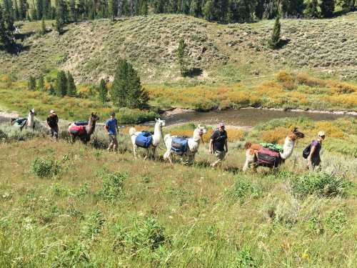 A group of hikers with llamas carrying packs, walking through a grassy area near a stream and trees.