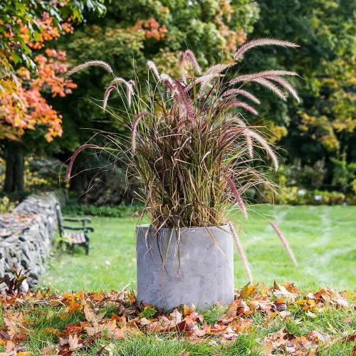 A tall grass plant in a concrete pot, surrounded by colorful autumn leaves in a park setting.