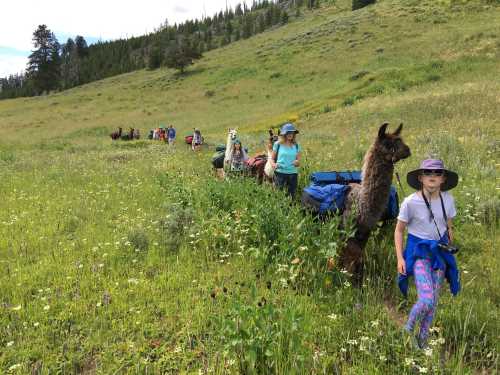 A group of people hiking with llamas through a lush green meadow filled with wildflowers.