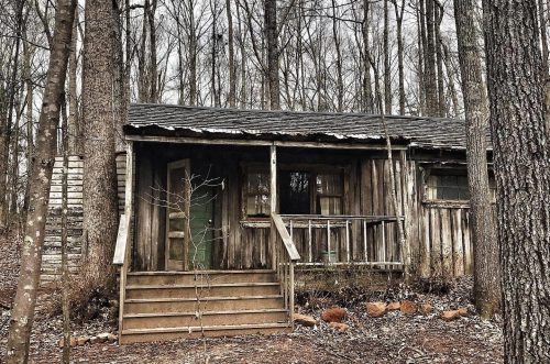 A rustic wooden cabin surrounded by bare trees in a quiet forest setting.