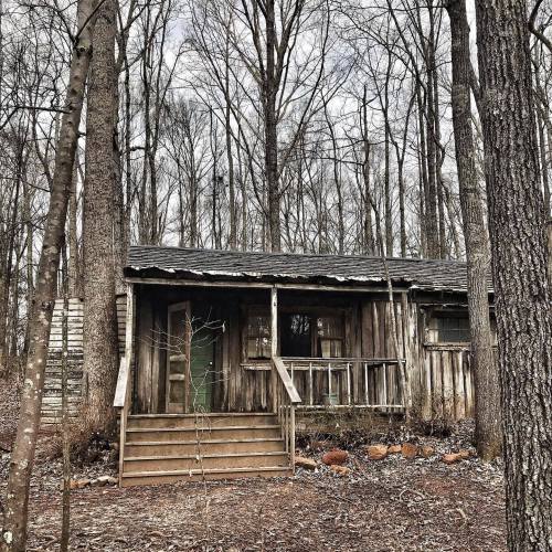 A rustic wooden cabin surrounded by bare trees in a quiet forest setting.
