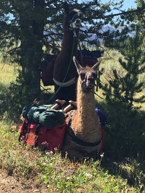 Two llamas with packs resting under a tree in a grassy area, surrounded by wildflowers and pine trees.