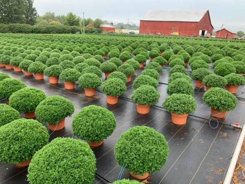 A field of neatly arranged round green shrubs in pots, with a red barn and trees in the background.