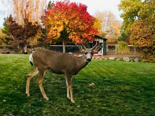 A deer stands in a grassy area with colorful autumn trees in the background.