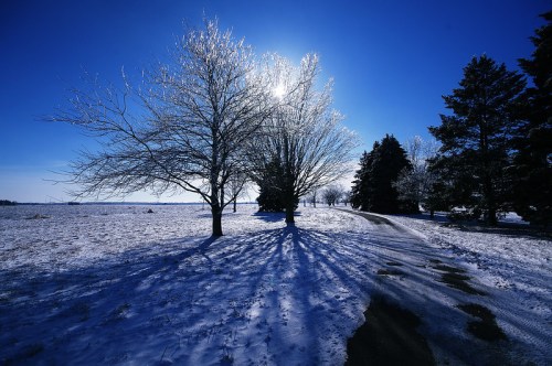 A winter landscape with icy trees, a bright sun, and a winding path through a snowy field.