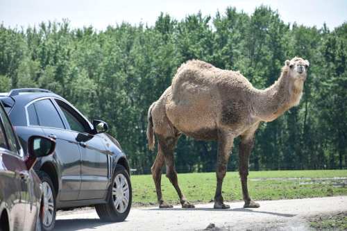 A camel stands beside parked cars on a dirt road, with green trees in the background.