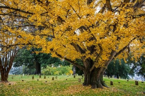 A large tree with vibrant yellow leaves stands in a cemetery, surrounded by scattered gravestones and greenery.